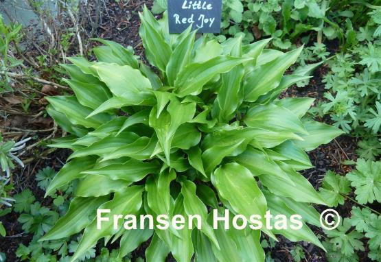 Hosta Little Red Joy